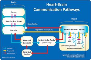 HRV Heart Rate Variability a cosa serve misurarla